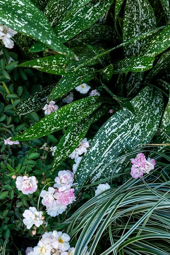 1.5 Gal Tokyo Skies Aspidistra - Variegated Cast Iron Plant