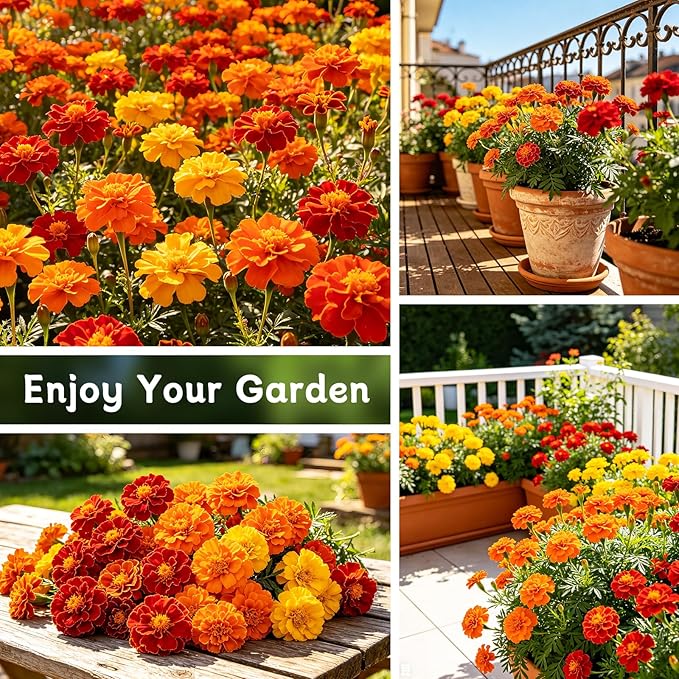 LUOJIBIE Marigold Seeds, 12,000+ Marigold Seeds for Planting Outdoor & Indoor, Flower Seeds Bulk for Gardening and Home, Non-GMO Heirloom, Easy to Grow