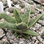 Gasteria Little Warty Cacti Cactus Succulent Real Live Plant