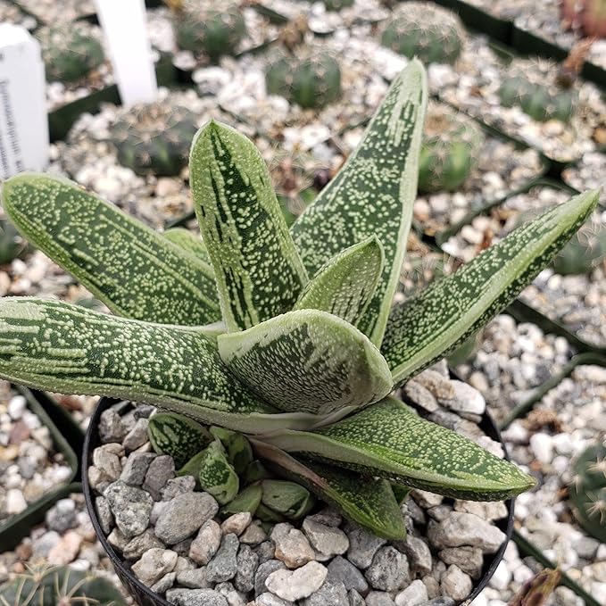 Gasteria Little Warty Cacti Cactus Succulent Real Live Plant