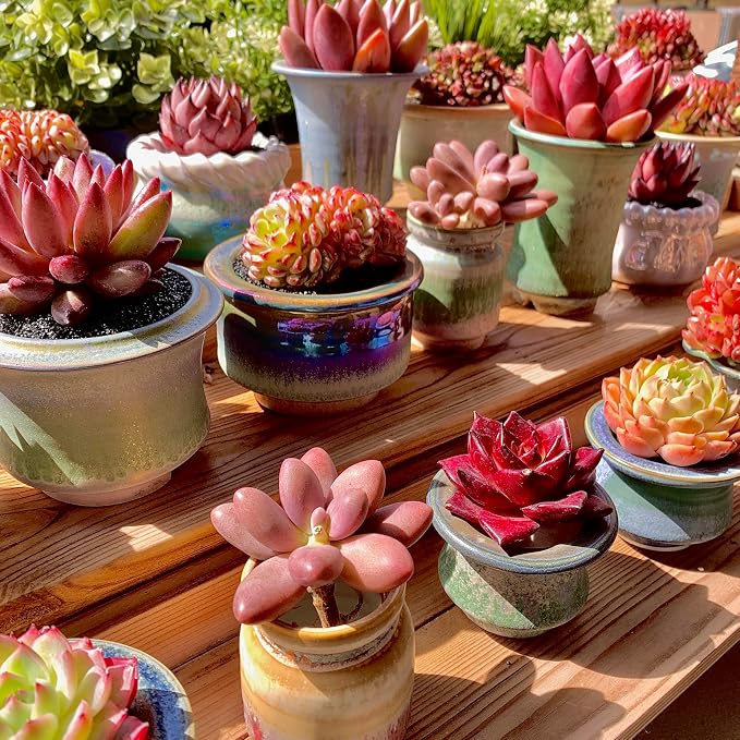 Live Succulents Plants Pachyveria Sugar Beauty 2 inches,Rare red Succulents Bare Root Without Pot Soil, Live Plants Indoor Office Decoration Wedding and Gift