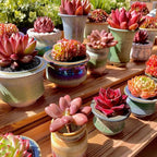 Live Succulents Plants Pachyveria Sugar Beauty 2 inches,Rare red Succulents Bare Root Without Pot Soil, Live Plants Indoor Office Decoration Wedding and Gift