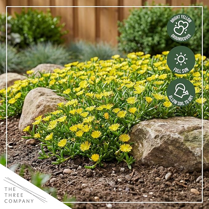 Live Delosperma Ice Plant 2-Pack – Yellow – Drought Tolerant Groundcover Perennial, 6” Tall, 1 Qt Pot