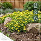 Live Delosperma Ice Plant 2-Pack – Yellow – Drought Tolerant Groundcover Perennial, 6” Tall, 1 Qt Pot