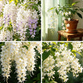 Climbing Jasmine Flower Seeds, 100 Fragrant Plant Seeds Non-GMO, Clerodendrum Seeds for Attracts Pollinators, Garden Home Garden Balcony Climbing Flower