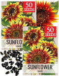 Seed Needs Joker Sunflower Seeds for Planting Sunflowers - Hybrid Flower Seed to Plant an Outdoor Home Grown Butterfly Garden (2 Packs)