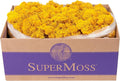 Super Moss (25151 Reindeer Moss Preserved, Mango, 3lbs