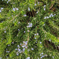Clovers Garden Trailing Creeping Rosemary Herb Plant – Two (2) Live Plants – Non-GMO - Not Seeds - Each 4" to 8" Tall – in 4" Inch Pots - Cascading Growth, Versatile Uses