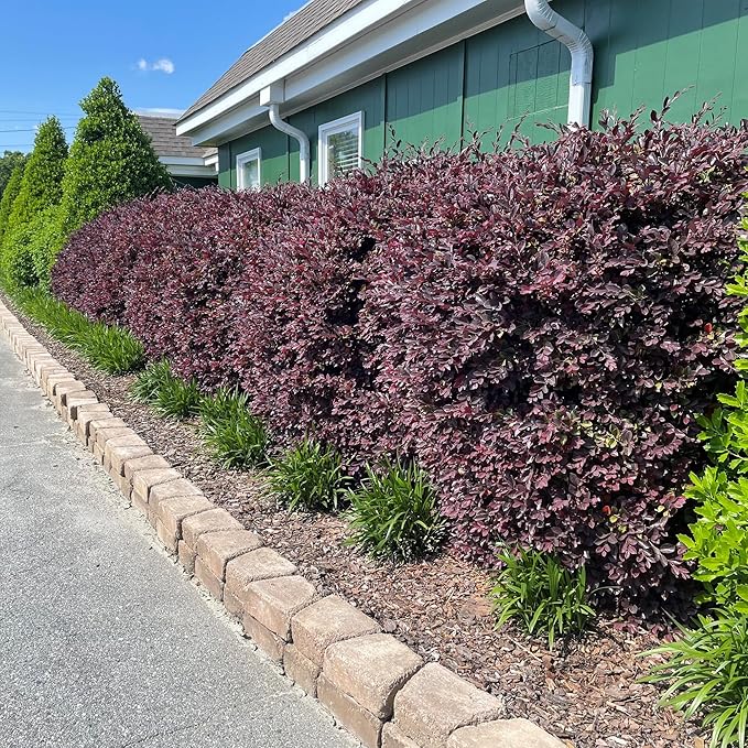 2 Gallon Southern Living Loropetalum Red Diamond Shrub