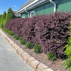 2 Gallon Southern Living Loropetalum Red Diamond Shrub