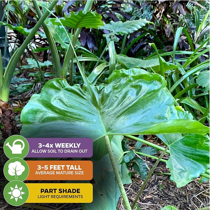 Stingray Elephant Ear Live Plant - Alocasia stringray by Wellspring Gardens - Alocasia - Unique Foliage - Versatile Plant - Tropical Plant