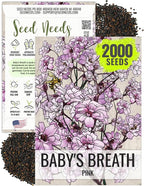 Seed Needs Pink Baby's Breath Seeds for Planting Rosy Pink Blooms - Heirloom & Open Pollinated Wildflowers to Attract Pollinators to a Butterfly Garden - Great for Cut Flowers (1 Pack)