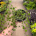 Wire Vine, Large Leaf, Live Plant, 4" Growers Pot