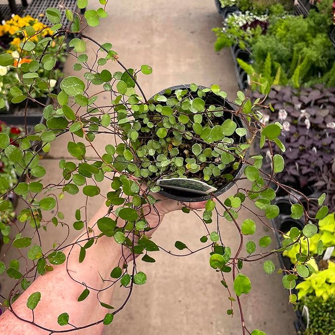 Wire Vine, Large Leaf, Live Plant, 4" Growers Pot