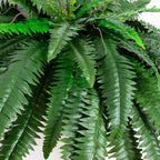 Nearly Natural 48in Artificial Boston Fern, Set of 2 - Large Hanging Fake Plant Wall Decor with 67 Fronds, Faux Fern Vines that Look Real for Home and Office Decor