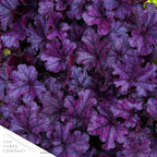 Live Heuchera (Coral Bells) - Shades of Purple - Beautiful Shade Perennial - Healthy Spring Plant - 12" Tall by 6" Wide in 2.5 Qt Pot