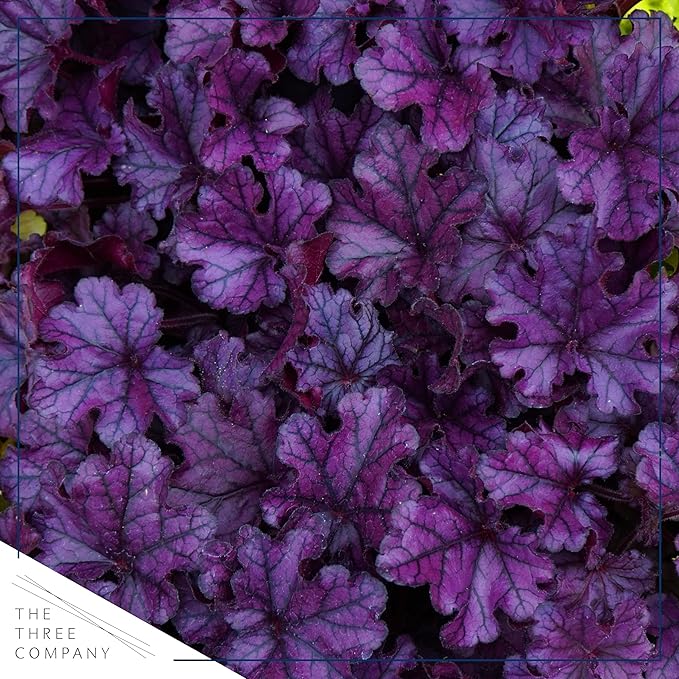 Live Heuchera (Coral Bells) - Shades of Purple - Beautiful Shade Perennial - Healthy Spring Plant - 12" Tall by 6" Wide in 2.5 Qt Pot