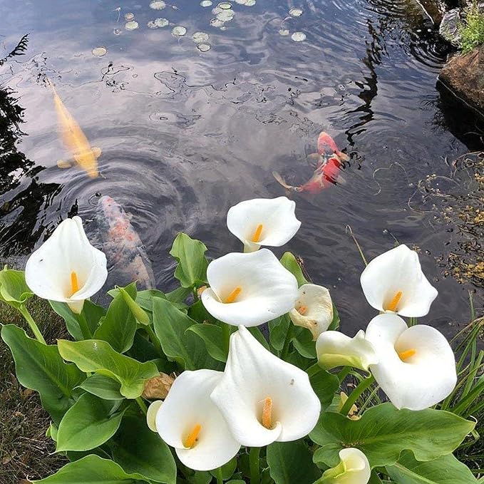 Calla Lily, a Great Live Pond Plant for Your Water Garden. Filters koi and Goldfish Ponds. Good for Bogs, Plant Shelf or Shallow Water This marginal Aquatic is a Real Beauty