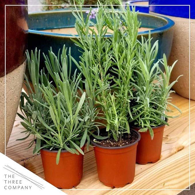 Live Aromatic and Edible Herb - Lavender (4 Per Pack), Natural Sleep Enhancer, 6" Tall by 4" Wide in 1 Pint Pot (Pack of 2)