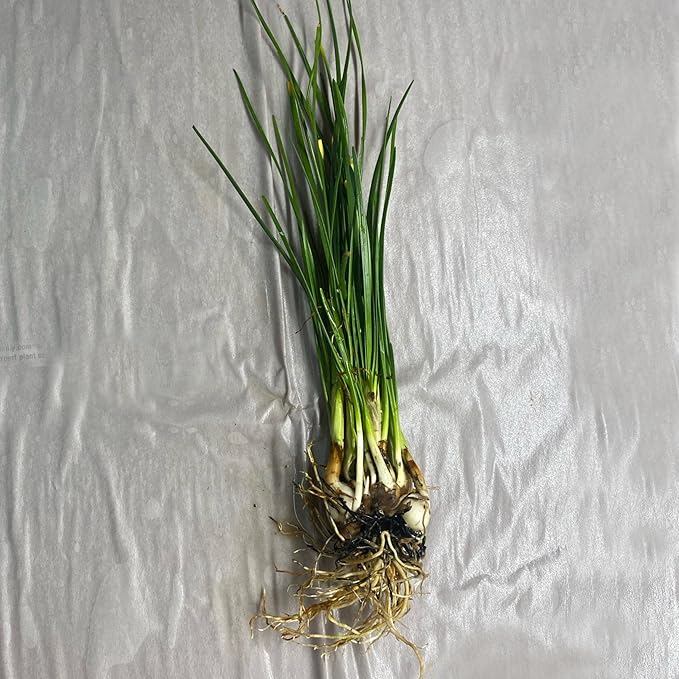 Chalily White Rain Lily, a Great Live Pond Plant for Your Water Garden. Filters The koi and Goldfish Pond. Good for Bogs, Plant Shelf or Shallow Water This marginal Aquatic is a Real Beauty