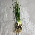Chalily White Rain Lily, a Great Live Pond Plant for Your Water Garden. Filters The koi and Goldfish Pond. Good for Bogs, Plant Shelf or Shallow Water This marginal Aquatic is a Real Beauty