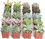 Shop Succulents Rosette Succulent Plant Pack Bulk Collection - Live Mini Succulent Plants, Low Maintenance, Floral Shaped Mix of Colors & Textures - Wedding and Party Favors, Gift & Garden, Pack of 20