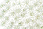 Air Plant Shop 25 Pack Rare Tectorum Ecuador Air Plants - Unique, Bright White, Nursery-Grown Tillandsia House Plant with Fuzzy Trichomes for Terrariums, Driftwood & Living Walls - Wholesale