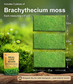 Live Moss – Brachythecium Moss (3 Sheets, Each Approx. 3.5"x7") for Terrariums, Moss Gardens, Plant Layouts & Natural Decor – Naturally Grown, Reusable, Not Artificial