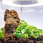 Generic Tiny Terrarium Kit for Springtails (4x4 inch) - BioActive Enclosure, Live Tropical Plants, LED Grow Light, Soil & Drainage, White