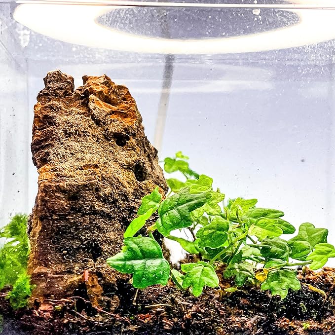 Generic Tiny Terrarium Kit for Springtails (4x4 inch) - BioActive Enclosure, Live Tropical Plants, LED Grow Light, Soil & Drainage, White