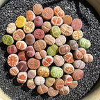 Lithops Random Mix Rare Live Succulent Plants, 30/50/100 Pcs Succulent Live Plant, Bare Root Without Pot Soil, Garden Indoor Office, Friend Plant Lovers Gifts (Normal 50pcs)