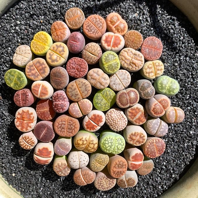 Lithops Random Mix Rare Live Succulent Plants, 30/50/100 Pcs Succulent Live Plant, Bare Root Without Pot Soil, Garden Indoor Office, Friend Plant Lovers Gifts (Normal 30pcs)