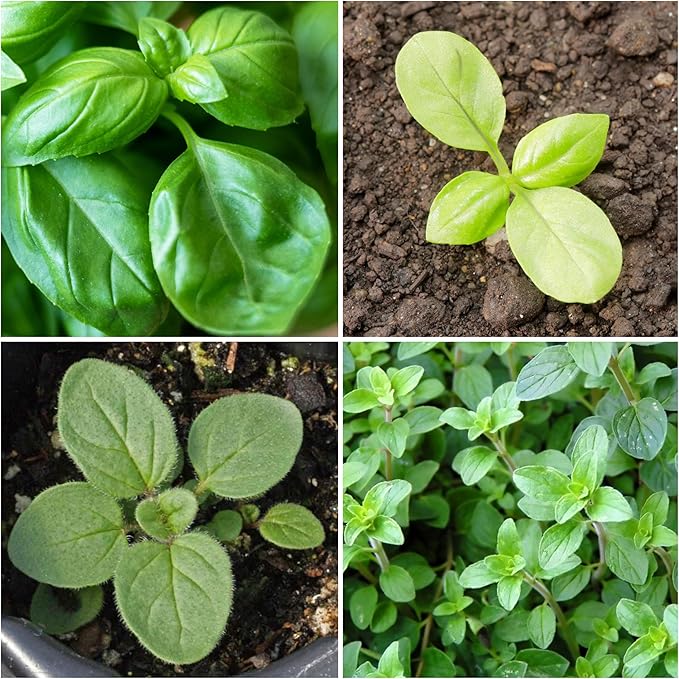 Seed Needs Sweet Basil & Italian Oregano Seeds for Planting Fresh Kitchen Herbs - Non-GMO Heirloom & Untreated Perennial & Annual Herb Seed to Plant a Culinary Garden Indoors or Outdoors (2 Pack Duo)