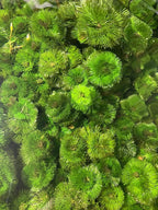 Marcus Fish Tanks Green Cabomba Caroliniana Easy Live Aquarium Plants for Aquatic Freshwater Fish Tank BUY2GET1FREE