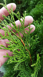 Live Plant Green Promise Farms, Thuja occidentalis 'Smargd' Emerald Green Arborvitae #3 Size Container, Evergreen
