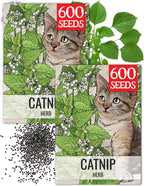 Seed Needs Catnip Seeds for Planting Nepeta cataria - Non-GMO Heirloom & Untreated Herb Seed to Plant & Grow an Outdoor Home Grown Garden (2 Packs)