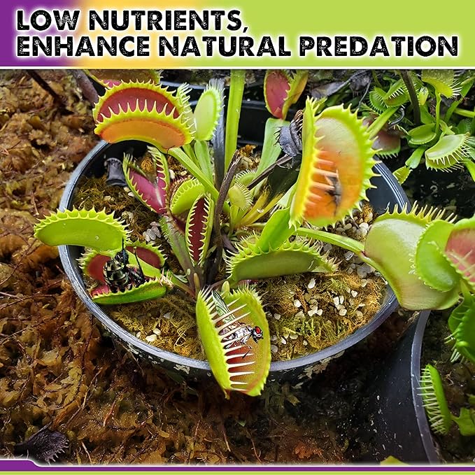 DUSPRO Carnivorous Plant Soil Mix 3QT-Include Forest Moss, Peat Moss, Perlite Potting Mix for Carnivorous Plants, Carnivorous Plants, Pitcher Plant, Butterworts, Sundews - Carnivorous Plant