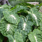 White Lava Taro, a Great Live Pond Plant for Your Water Garden. Filters The koi and Goldfish Pond. Good for Bogs, Plant Shelf or Shallow Water This marginal Aquatic is a Real Beauty