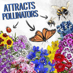 Seed Needs Low Growing Wildflower Flower Seeds for Planting | 1 Ounce Mixture/Blend 17 Varieties | Resealable Package Multicolored Blooms Open Pollinated Mixed Species | Bulk
