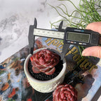 Echeveria Snow Lotus Rare Live Succulent Plants, 1 Head 2.5" Bare Root Without Pot & Soil, Garden Indoor Office Desk Baby Shower Decoration, Friend Plant Lovers Gifts