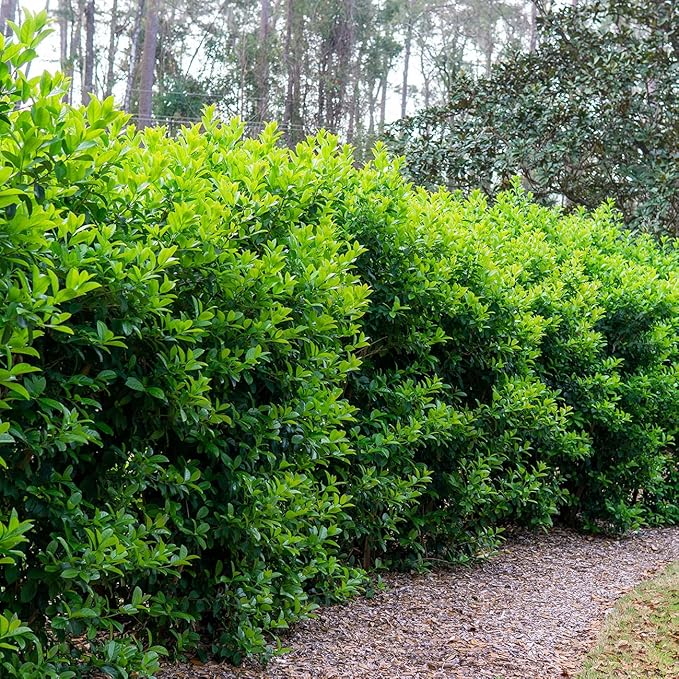 Perfect Plants Sweet Viburnum Shrub 3 Gallon | Live Shrubs for Outdoor Planting | Fast Growing Privacy Hedge | Fully Loaded Flowers Filled with Fragrance