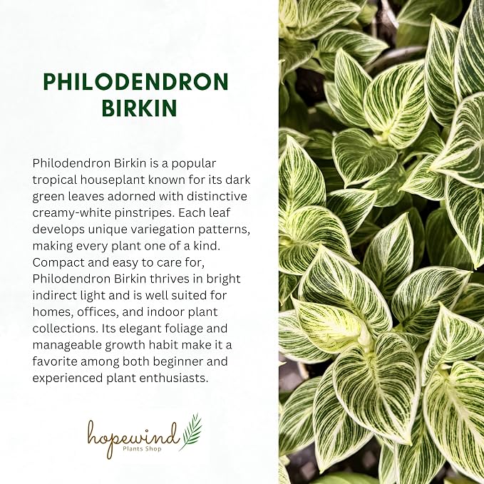 Philodendron Live Plant, Air Purifying, Easy Care, Easy to Grow, Rare Variety, Live Indoor Plant, 4 inch Pot (Philodendron Birkin S)