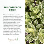 Philodendron Live Plant, Air Purifying, Easy Care, Easy to Grow, Rare Variety, Live Indoor Plant, 4 inch Pot (Philodendron Birkin S)
