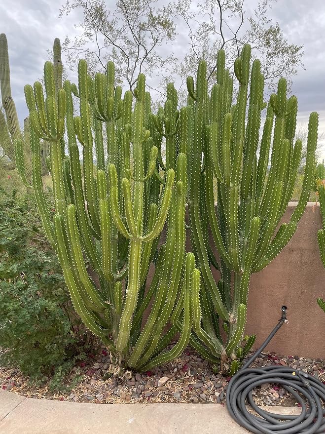 Cactus Outlet - Cactus Plants Live, Euphorbia Royaleana Live Cactus 18”-24" - Rare Large Live Cactus - Landscape Ready Large Cactus Plant Live Delivered Right to Your Door