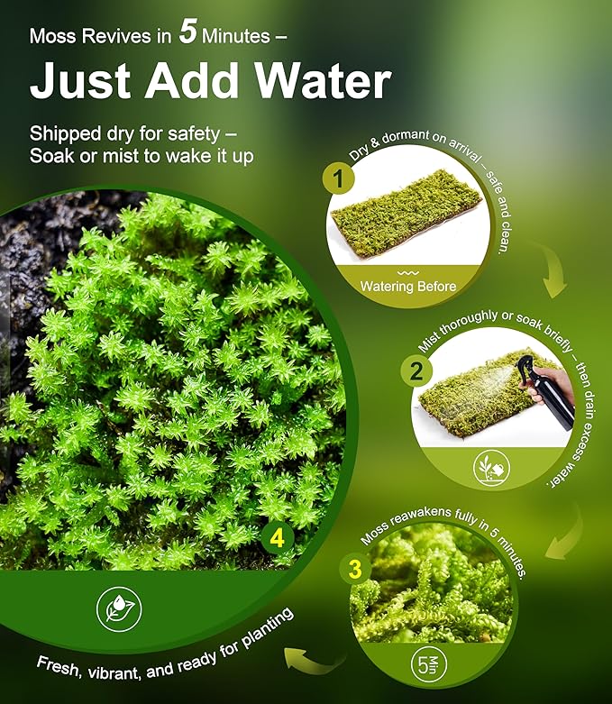 Live Moss – Racomitrium Moss (3 Sheets, Each Approx. 3.5"x7") for Terrariums, Moss Balls, Vertical Decor & Natural Plant Layouts – Naturally Grown, Reusable, Not Artificial