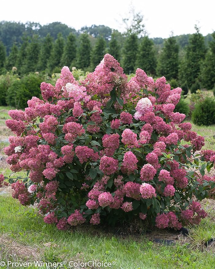 Proven Winners - Hydrangea pan. Fire Light (Panicle Hydrangea) Shrub, white & red flowers, #3 - Size Container