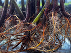 Generic AquaGardens | Red Mangrove - Live Plant (Medium), Green