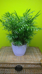Neanthe Bella Parlor Palm - 5 Live Plants in 6 Inch Pots - Chamaedorea Elegans - Beautiful Clean Air Indoor Houseplant