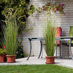 KOL Artificial 5ft 2-Pack Horsetail Reed Grass, 59in Tall Artificial Indoor Outdoor Fake Grass Plant, Home Office Decorative Artificial Plants in Pot Faux Plant Greenery, Wedding Decor