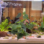 M2cbridge Fish Tank Plastic Soft Grass Artificial Betta Water Plants Decoration Goldfish Hide 12" (Tall Anubias 2pcs)